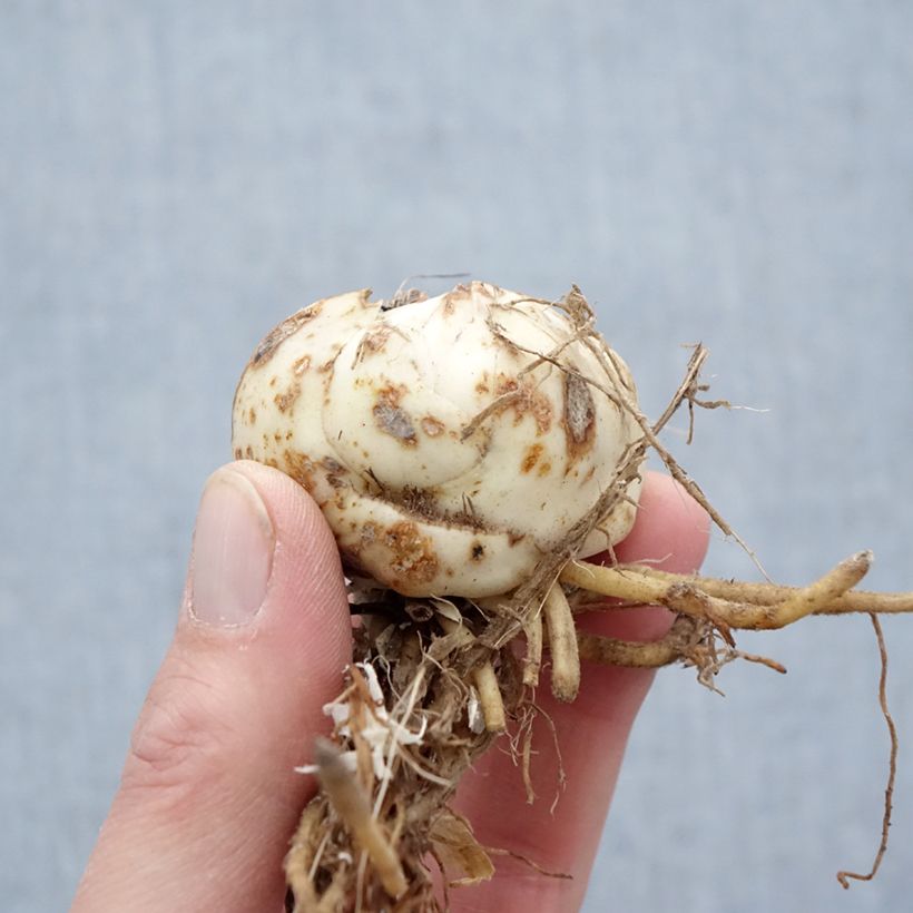 Example of Lis tigrinum double Flore Pleno Bulbe calibre 14/16 as you get in printemps