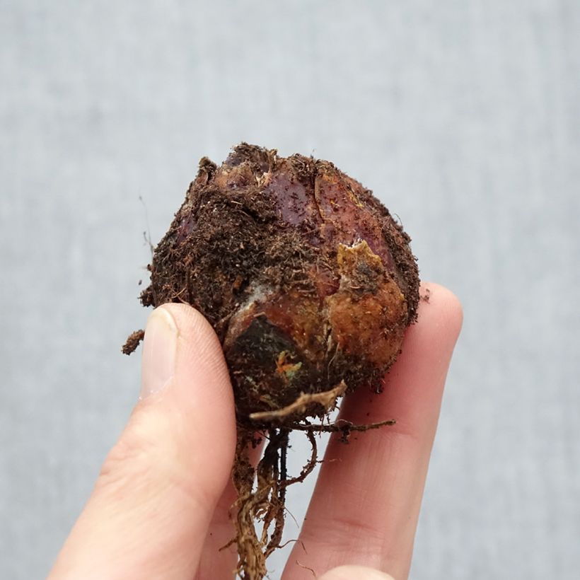 Spécimen de Lis trompette - Lilium Extravaganza Bulbe calibre 16/18 tel que livré au printemps