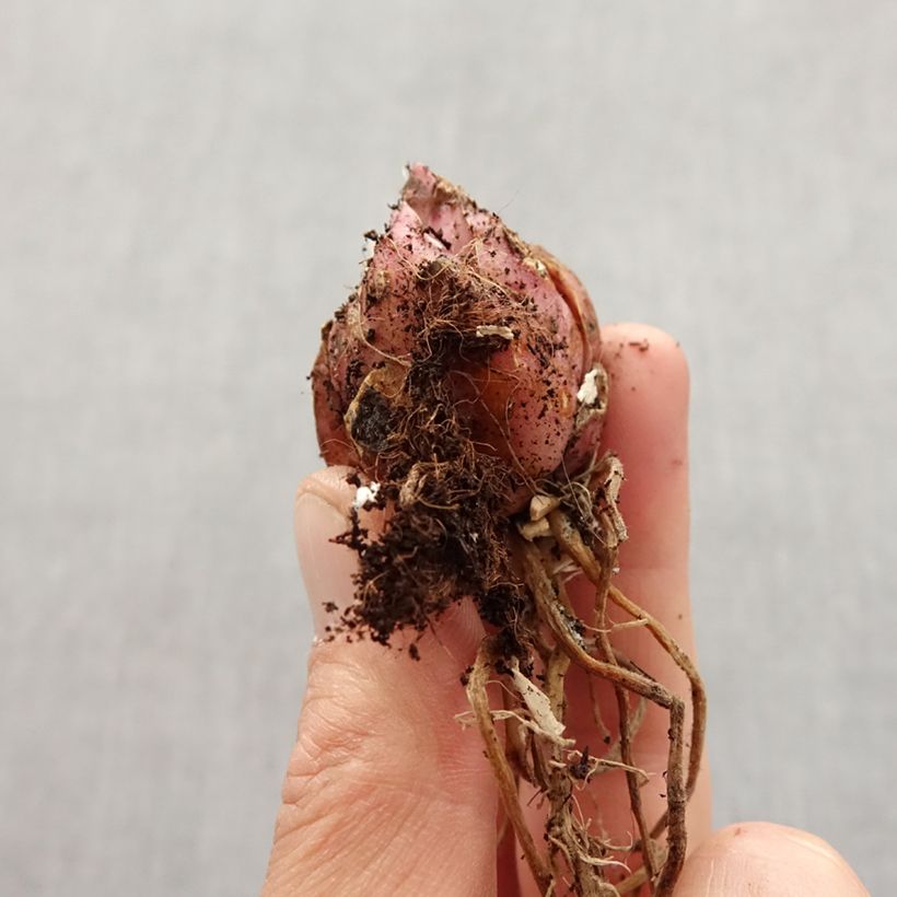 Example of Lis trompette - Lilium Muscadet Bulbe calibre 14/16 as you get in printemps