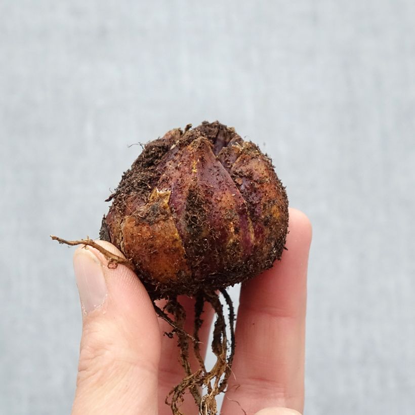 Spécimen de Lis trompette - Lilium Pink Perfection Bulbe calibre 16/18 tel que livré au printemps