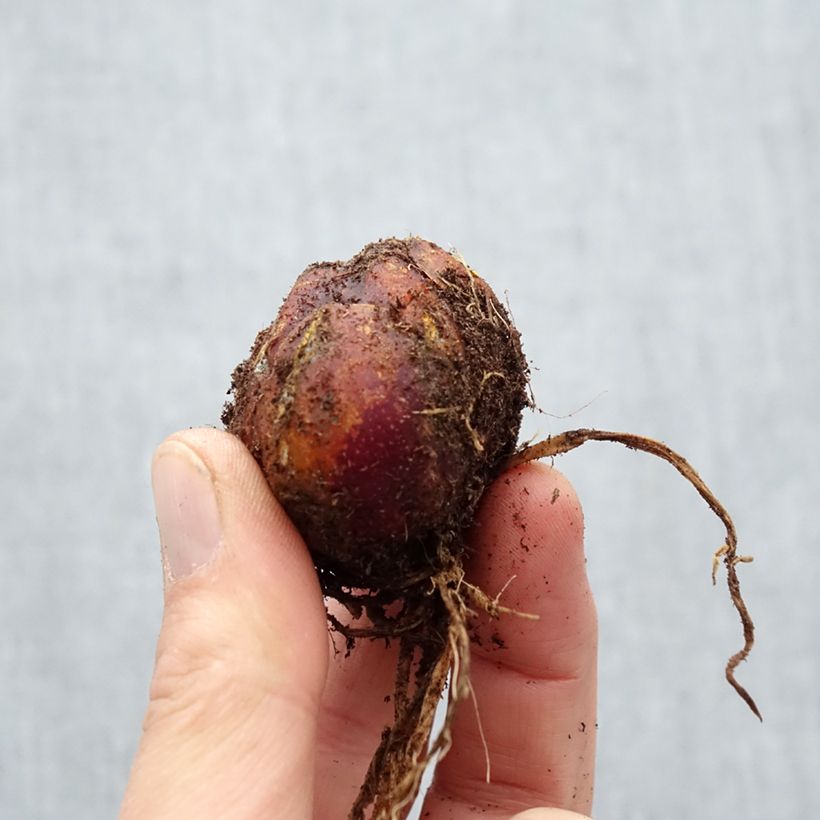 Example of Lis trompette  - Lilium Scheherazade Bulbe calibre 16/18 as you get in printemps