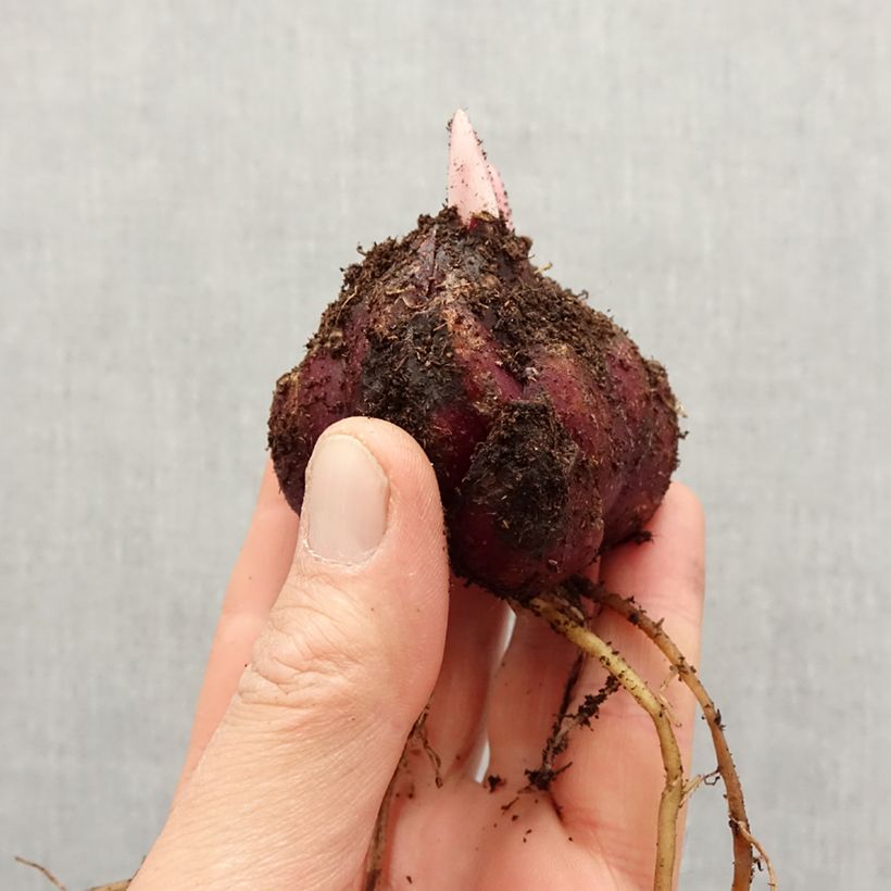 Spécimen de Lis trompette - Lilium x regale African Queen Bulbe calibre 16/18 tel que livré au printemps