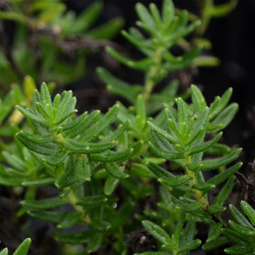 Lithodora diffusa Heavenly Blue - Grémil diffus (Feuillage)