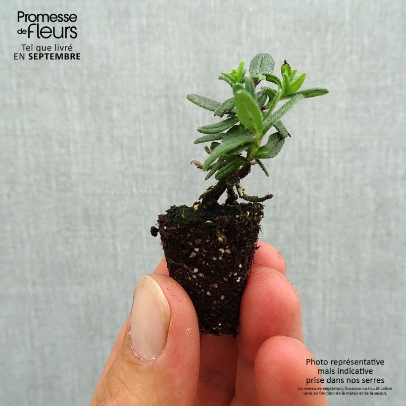 Spécimen de Lithodora diffusa Heavenly Blue - Grémil diffus Mini-motte Ø 3/4 cm tel que livré en automne