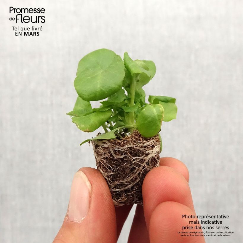 Spécimen de Lobélia erinus Regatta Deep Blue Mini-motte Ø 1,5/2,5 cm tel que livré au printemps