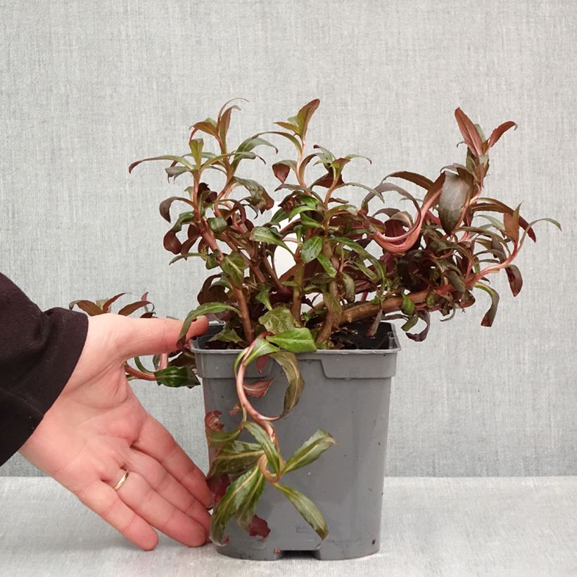 Spécimen de Lobelia fulgens Queen Victoria Pot de 2L/3L tel que livré en automne