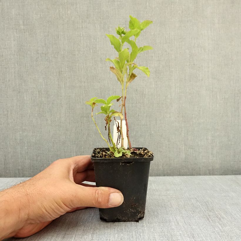 Spécimen de Lobelia sessilifolia Godet de 8/9 cm tel que livré en été