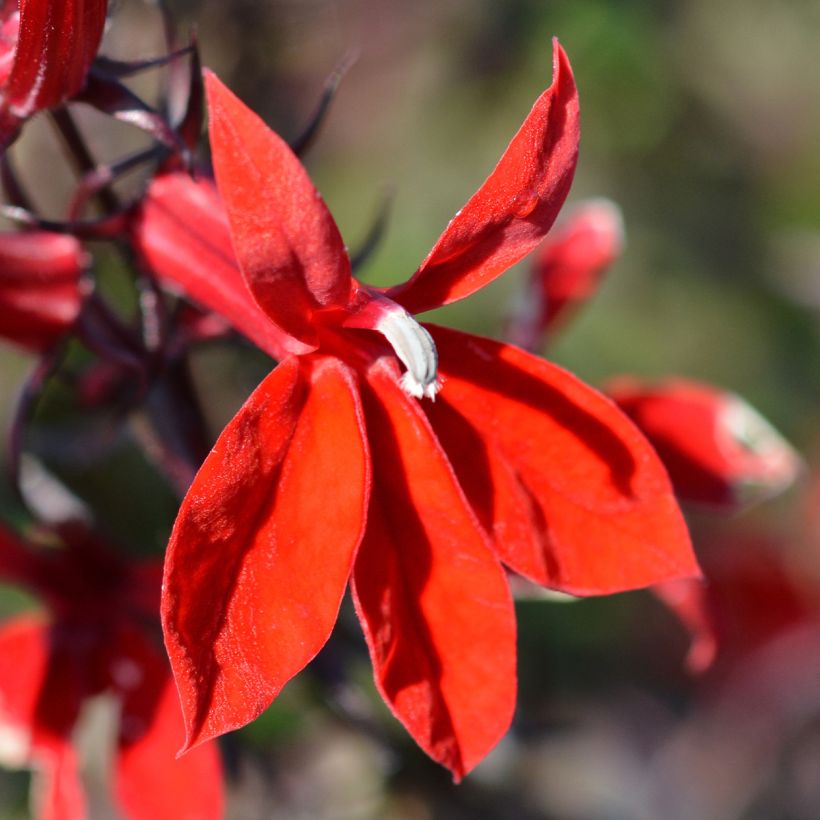 Lobelia speciosa Starship Scarlet (Flowering)