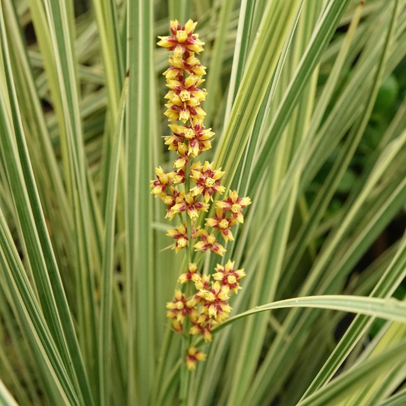 Lomandra White Sands (Floraison)