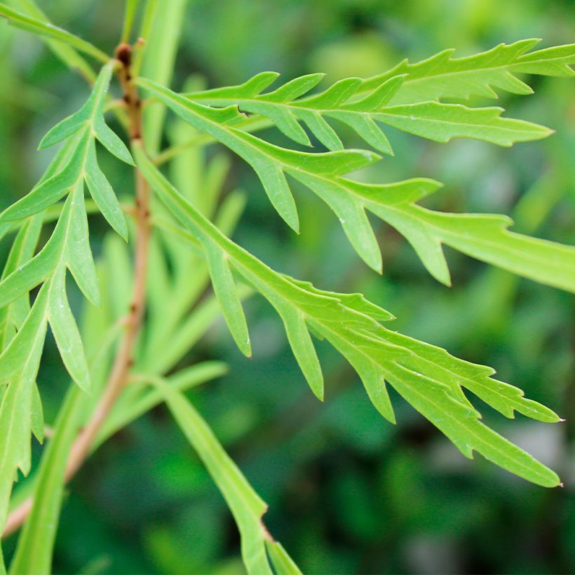 Lomatia silaifolia - Buisson frisé ou fougère persil (Feuillage)