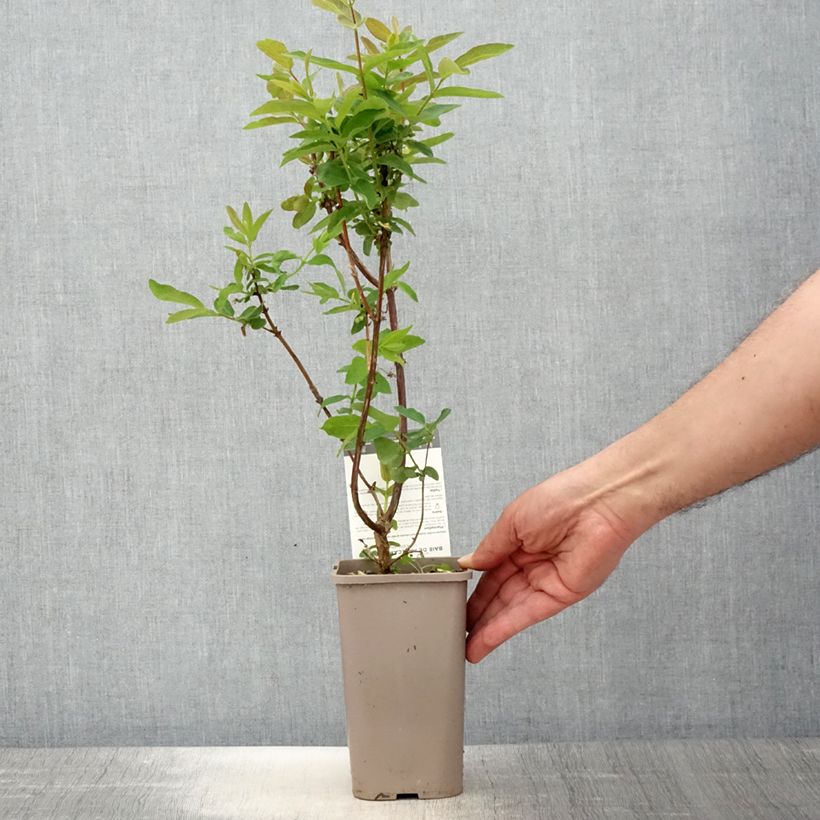 Spécimen de Lonicera caerulea var. kamtschatica Altaj - Baie de mai Pot de 1,5L/2L, Buisson tel que livré au printemps