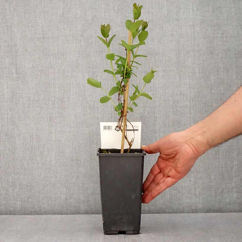 Spécimen de Lonicera caerulea var. kamtschatica Martin - Baie de mai Pot de 1,5L/2L, Buisson tel que livré au printemps