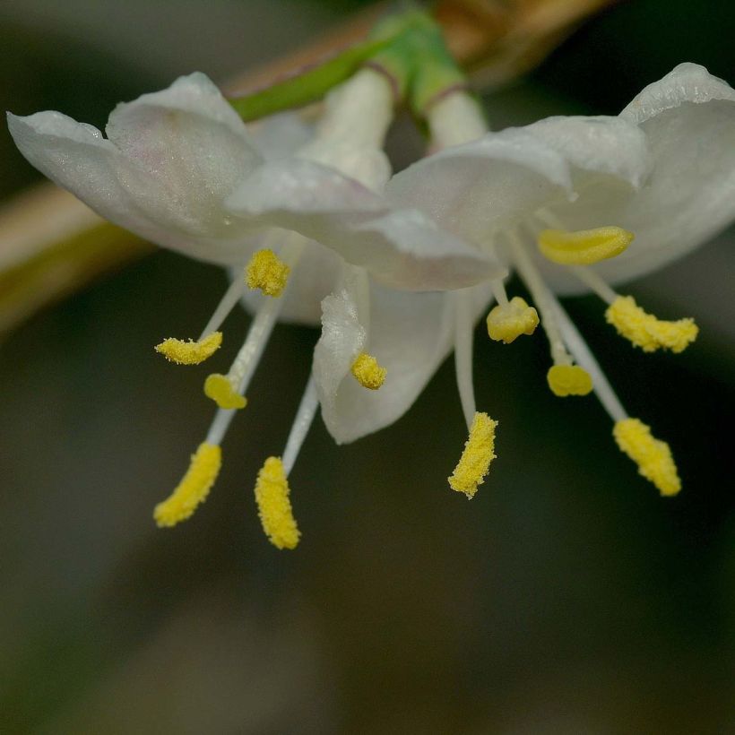 Lonicera fragrantissima - Chèvrefeuille d'hiver (Flowering)