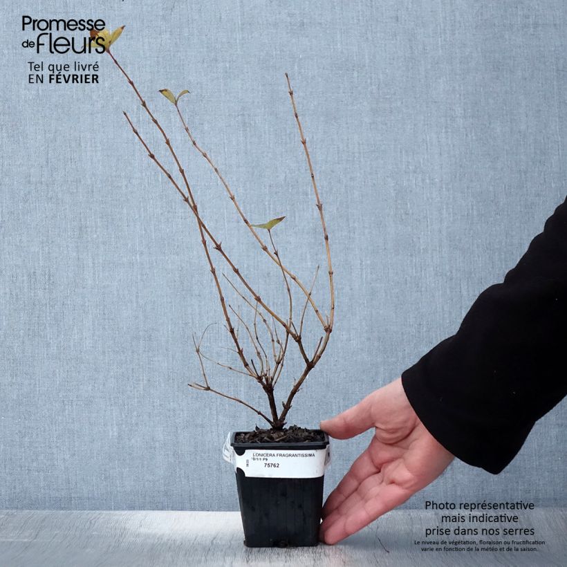 Example of Lonicera fragrantissima - Chèvrefeuille d'hiver Godet de 8/9 cm as you get in hiver