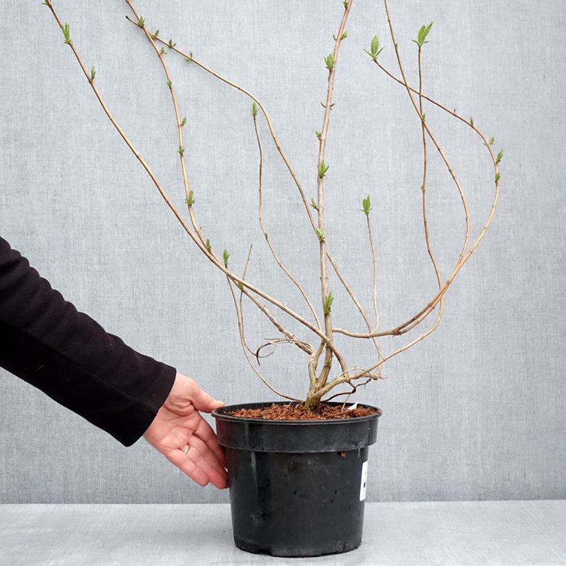 Spécimen de Lonicera involucrata var. ledebourii - Chèvrefeuille de Ledebour Pot de 4L/5L tel que livré au printemps