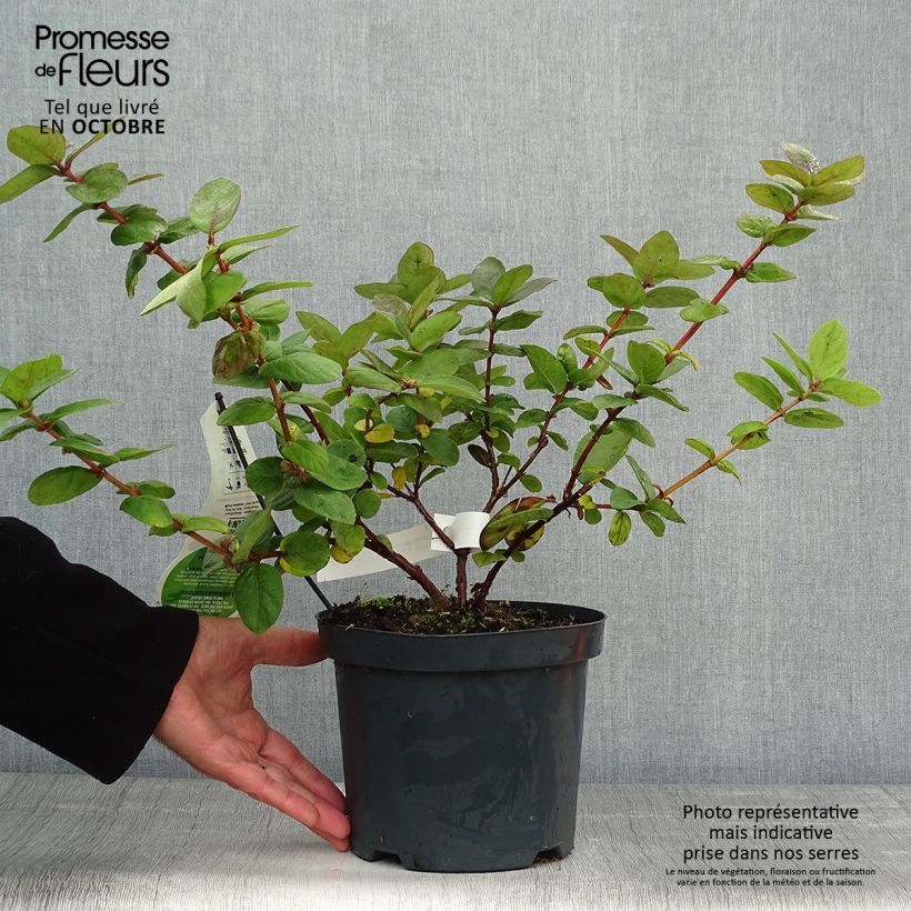 Spécimen de Lonicera kamtschatica Duet - Baie de mai Pot de 1,5L/2L, Buisson tel que livré en automne