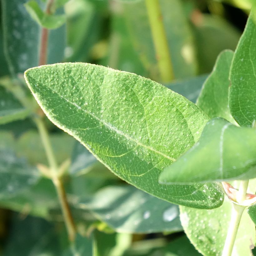 Lonicera kamtschatica Kalinka - Baie de mai (Foliage)