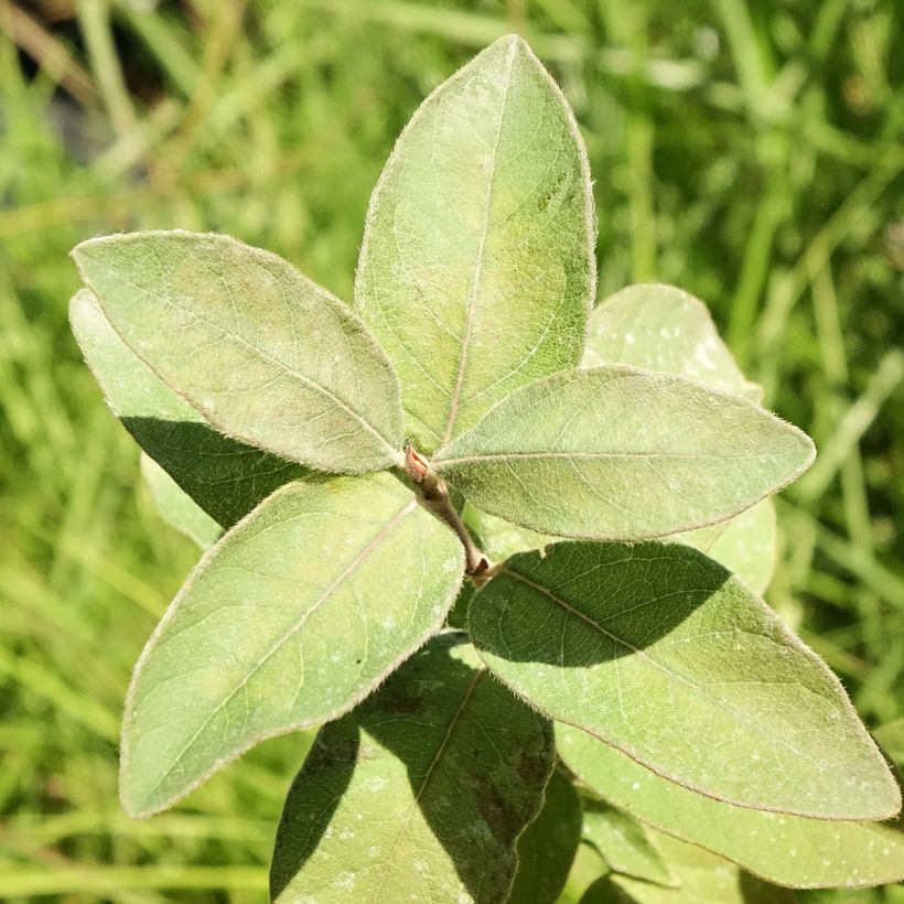 Lonicera kamtschatica Kiev - Baie de mai (Feuillage)