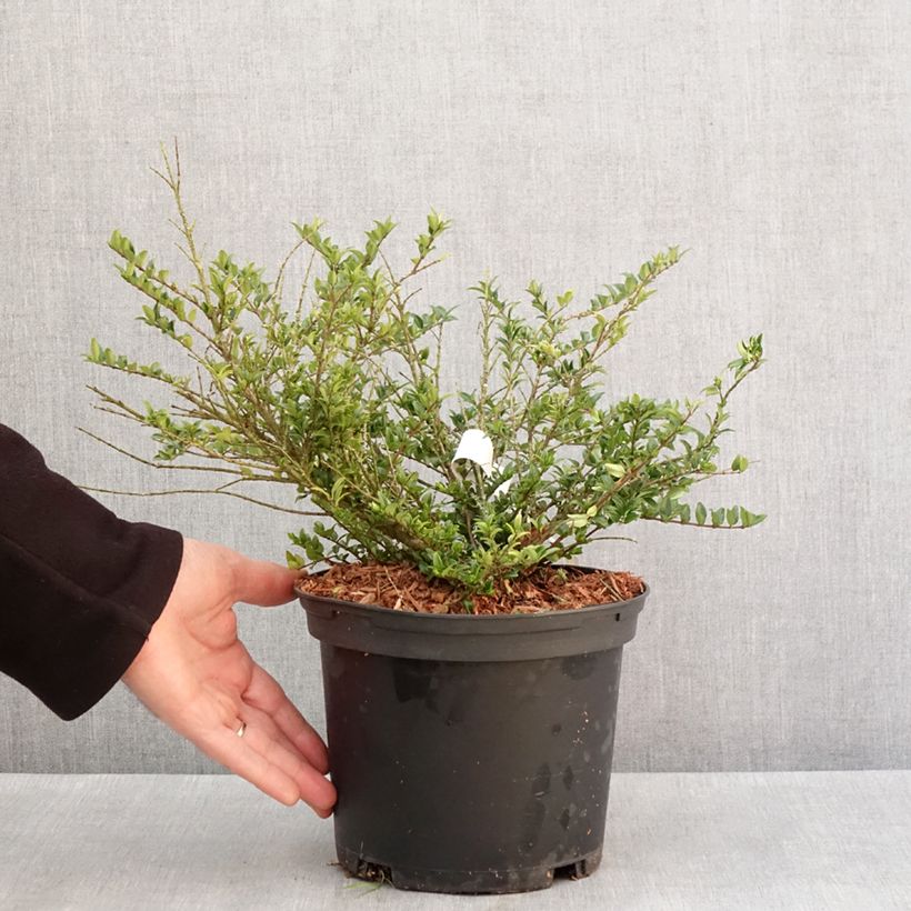 Spécimen de Lonicera nitida Garden Clouds Green Breeze - Chèvrefeuille arbustif Pot de 4L/5L tel que livré en hiver