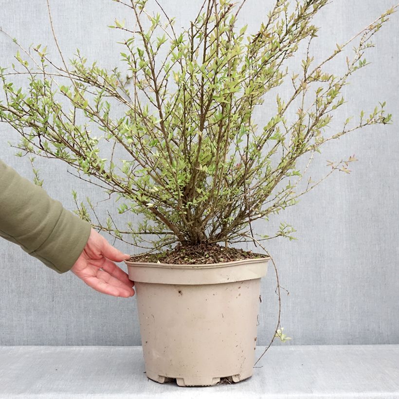 Example of Lonicera nitida Garden Clouds Purple Storm - Chèvrefeuille arbustif Pot de 7,5L/10L as you get in hiver