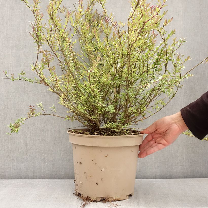 Spécimen de Lonicera nitida Garden Clouds Purple Storm - Chèvrefeuille arbustif Pot de 7,5L/10L tel que livré au printemps