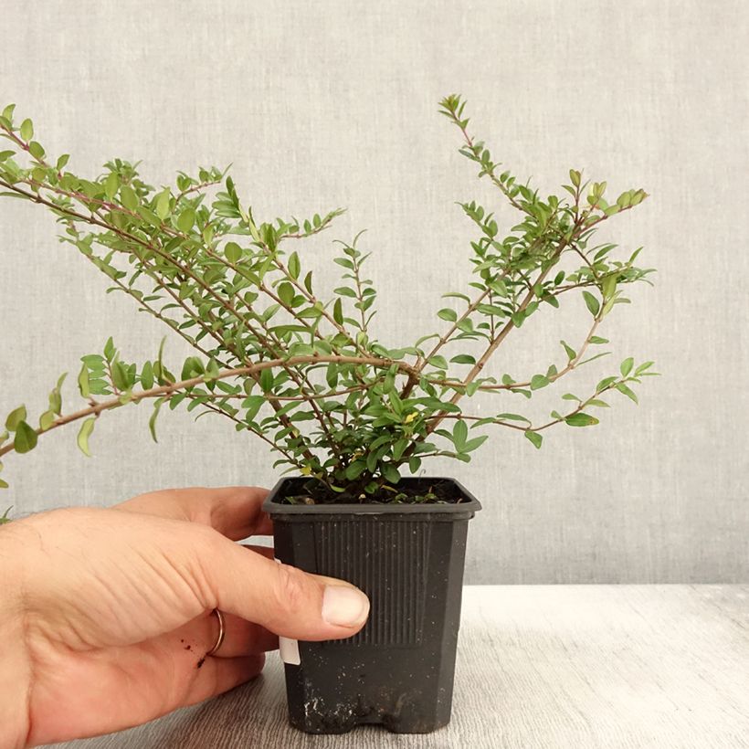 Spécimen de Lonicera nitida Hohenheimer Findling - Chèvrefeuille arbustif Godet de 8/9 cm tel que livré en automne