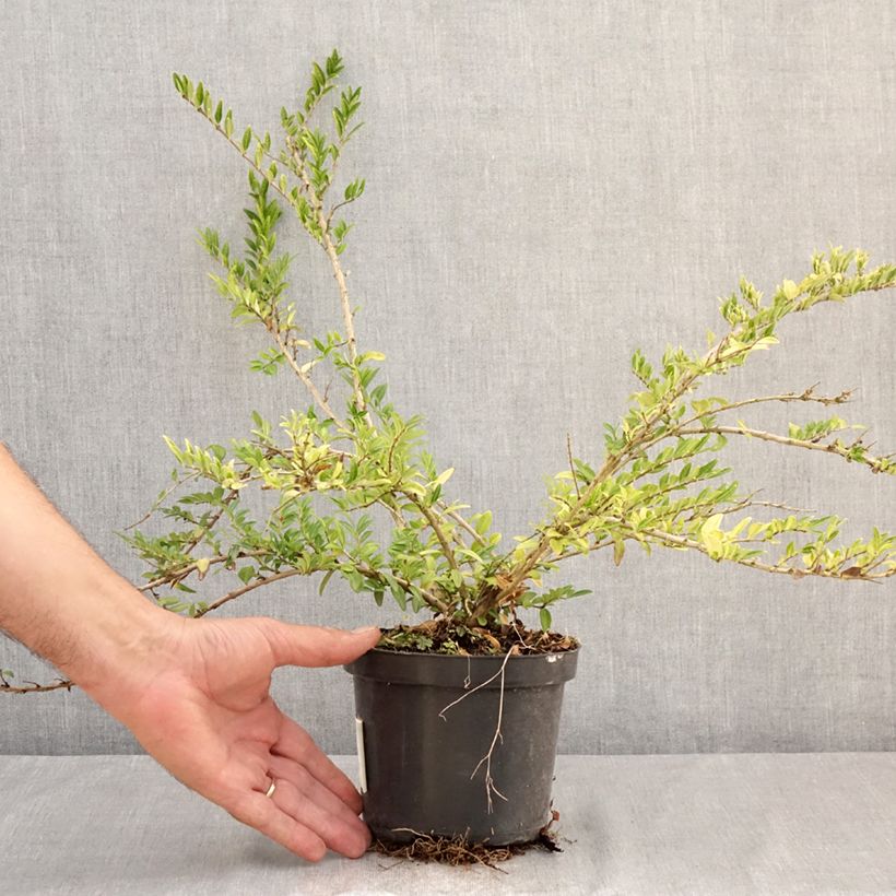 Spécimen de Lonicera pileata Mossgreen - Chèvrefeuilles à cupule Pot de 1L/1,5L tel que livré en été