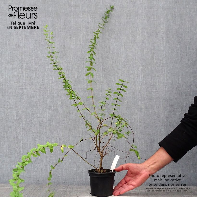 Spécimen de Lonicera syringantha - Chèvrefeuille lilas Pot de 1L/1,5L tel que livré en automne