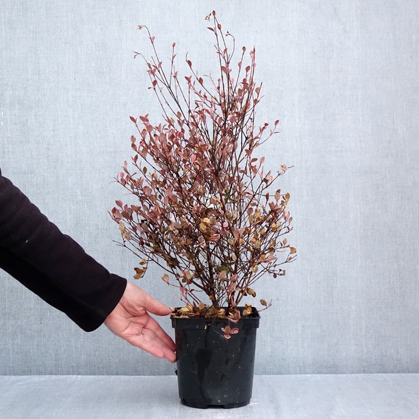 Spécimen de Lophomyrtus Golden dragon Pot de 3L/4L tel que livré en automne