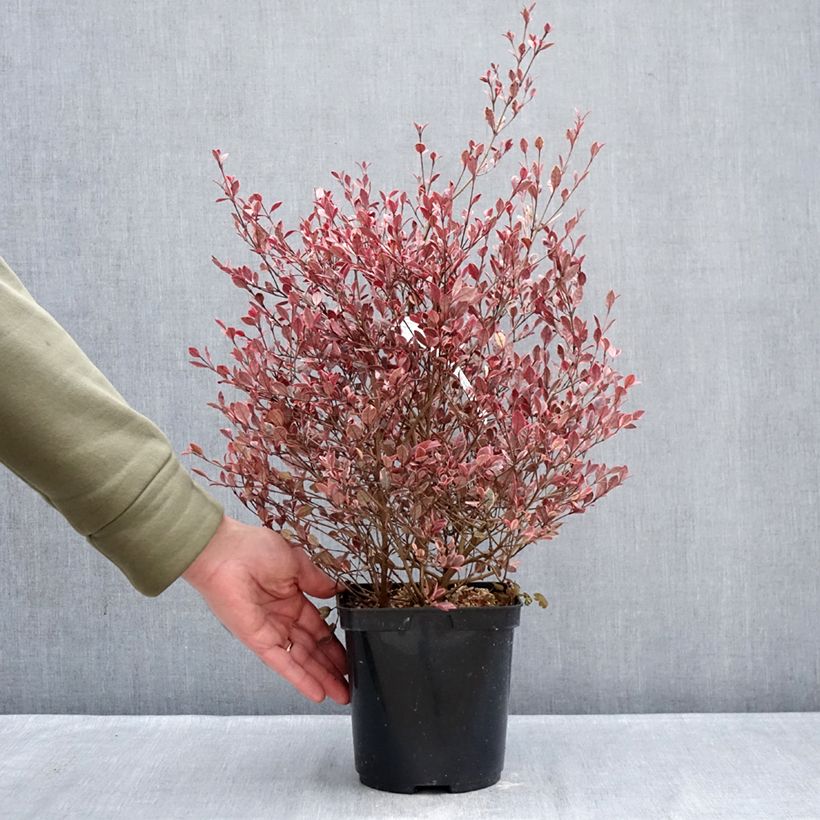 Spécimen de Lophomyrtus Golden dragon Pot de 3L/4L tel que livré en hiver