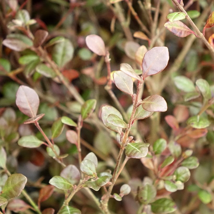 Lophomyrtus Red dragon  (Feuillage)