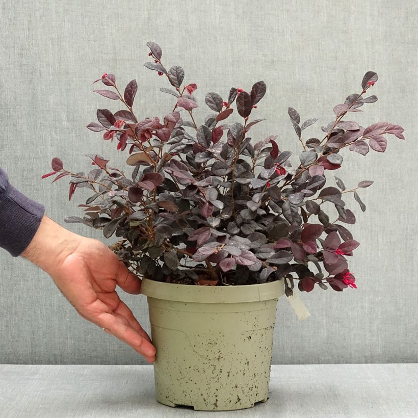 Spécimen de Loropetalum chinense Black Pearl Pot de 3L/4L tel que livré en été
