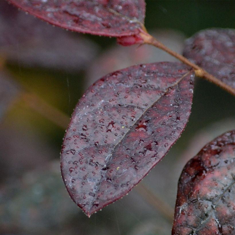 Loropetalum chinense Fire dance (Foliage)