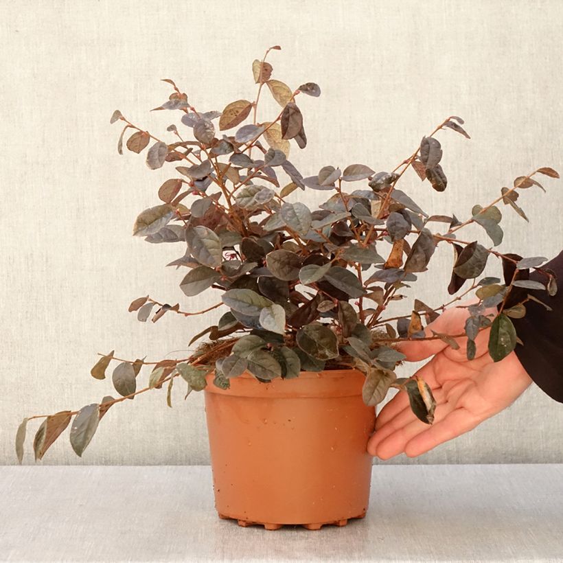 Spécimen de Loropetalum chinense - Loropétale de Chine Pot de 2L/3L tel que livré au printemps