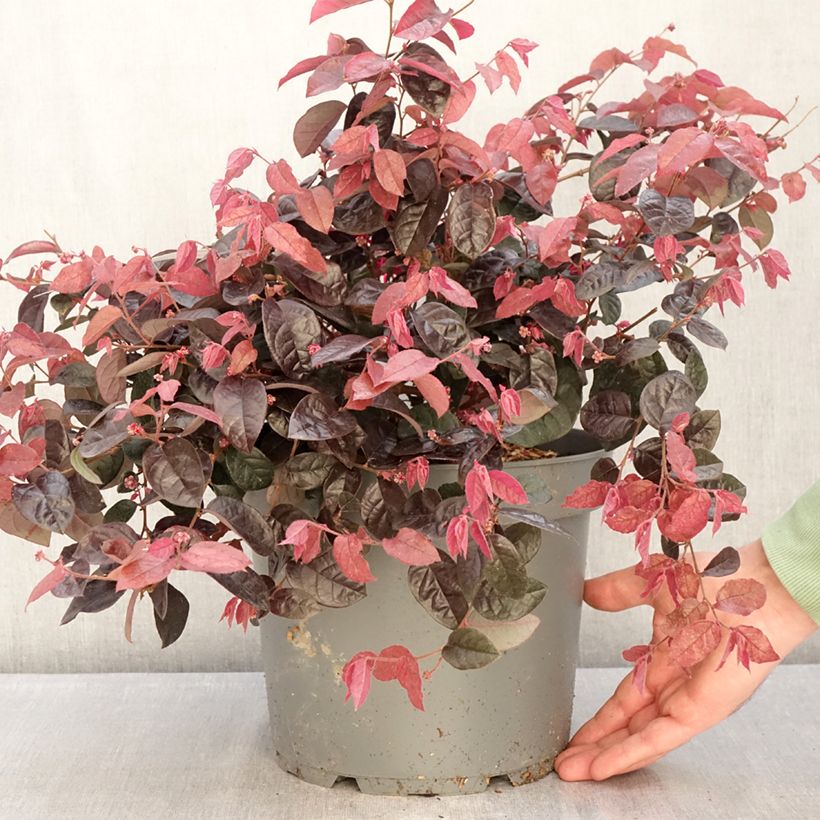 Spécimen de Loropetalum chinense - Loropétale de Chine Pot de 7,5L/10L tel que livré en hiver