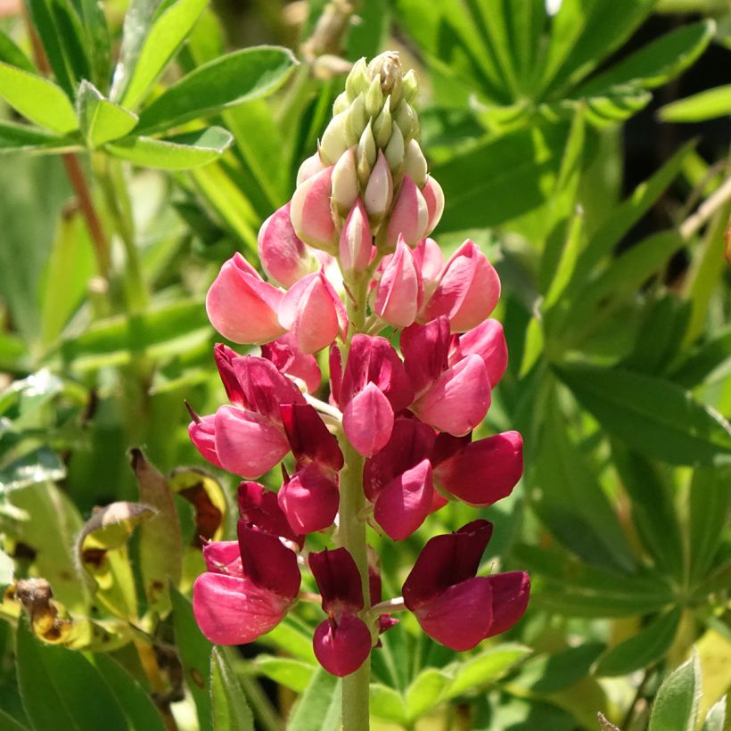 Lupin Gallery Red (Floraison)