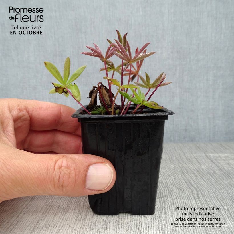 Spécimen de Lupin La Chatelaine rose Godet de 7/8 cm tel que livré en automne