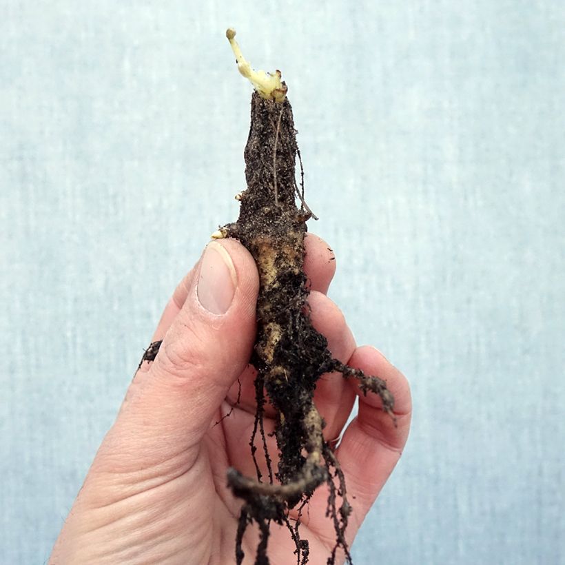 Spécimen de Lupin La Chatelaine rose Racines nues tel que livré en hiver