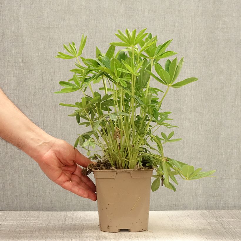 Spécimen de Lupin Le Chandelier jaune Pot de 2L/3L tel que livré au printemps