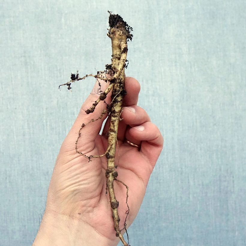 Example of Lupin Mon Chateau (My Castle) rouge Racines nues as you get in hiver