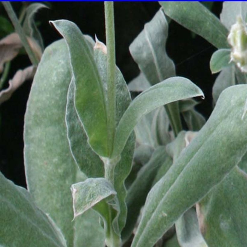 Lychnis coronaria Atrosanguinea - Coquelourde des Jardins (Feuillage)