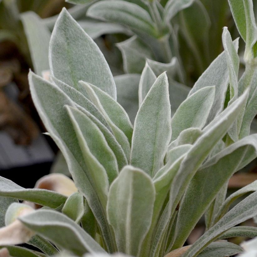 Lychnis coronaria Alba - Coquelourde des jardins blanche (Foliage)
