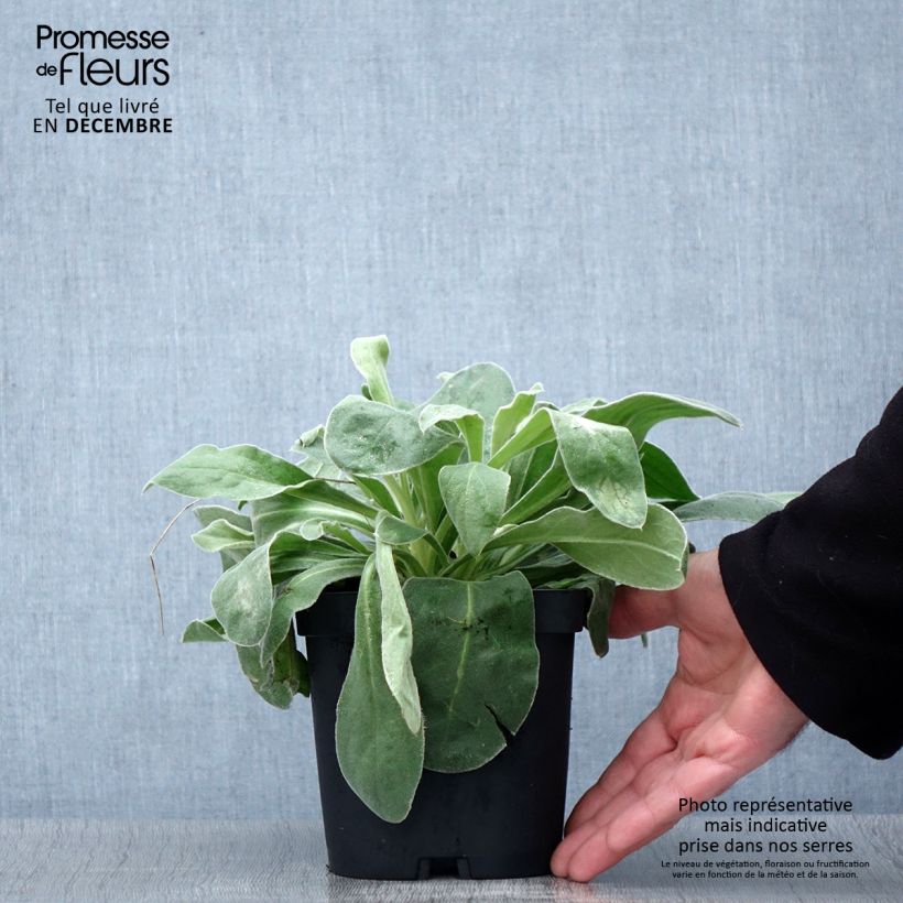 Spécimen de Lychnis coronaria Alba - Coquelourde des jardins blanche Pot de 2L/3L tel que livré en automne