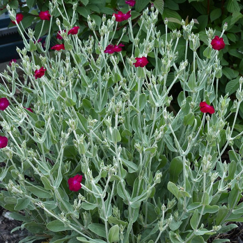 Lychnis coronaria Atrosanguinea - Coquelourde des Jardins (Port)
