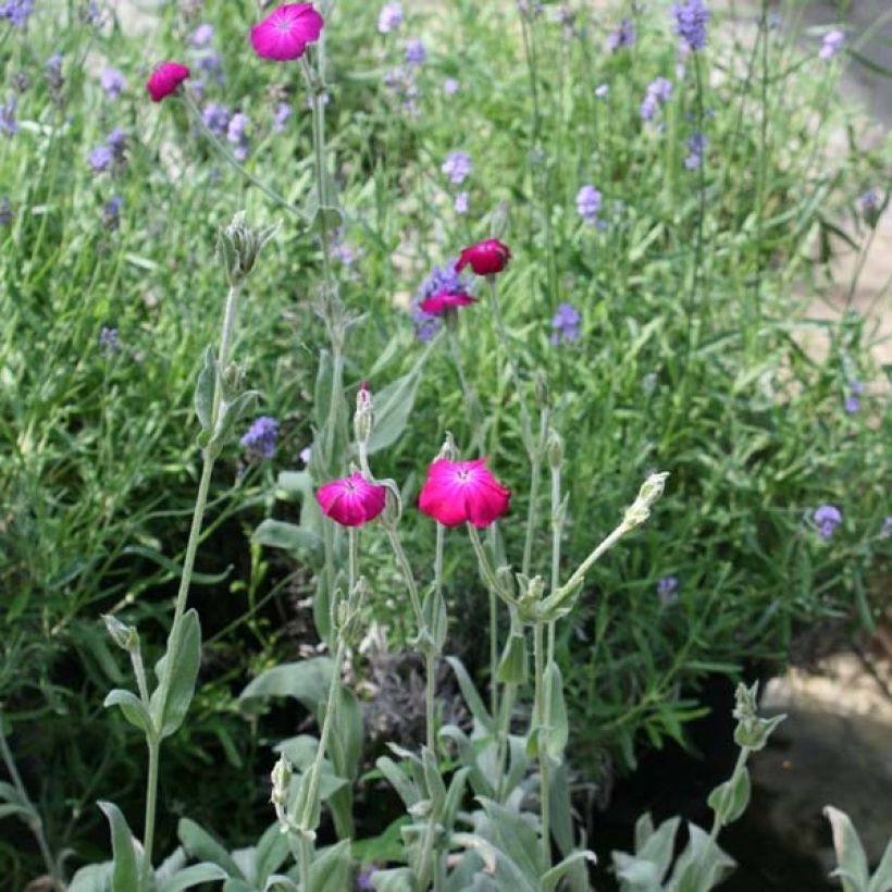 Lychnis coronaria - Coquelourde des Jardins (Port)