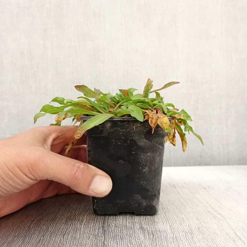 Spécimen de Lychnis flos-cuculi White Robin - Oeillet des prés blanc Godet de 7/8 cm tel que livré en automne