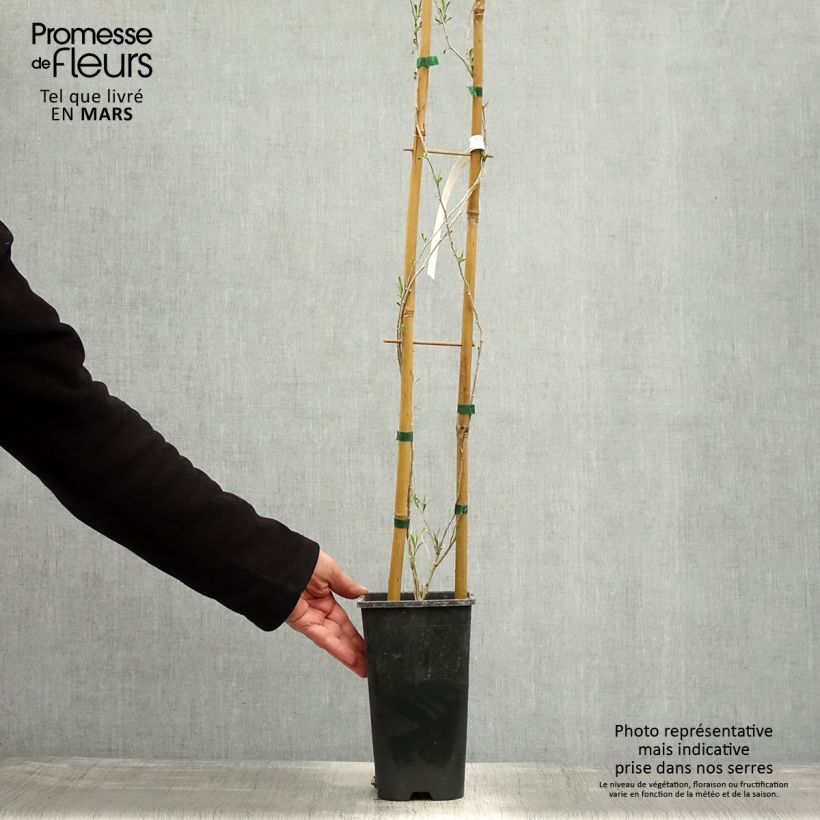 Example of Lycium chinensis - Goji de Chine Pot de 2L/3L as you get in printemps