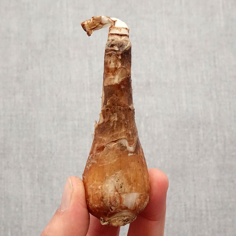 Spécimen de Lycoris aurea - Lis araignée jaune. Bulbe calibre I tel que livré au printemps