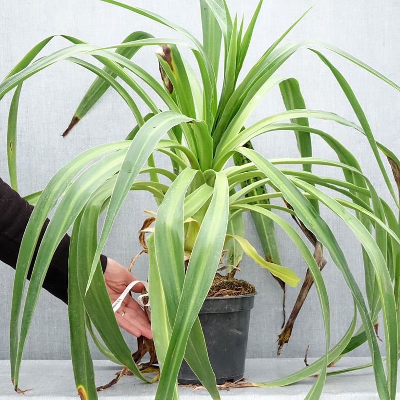 Example of Lys du Mexique à fleurs blanches - Beschorneria albiflora Pot de 3L/4L as you get in printemps