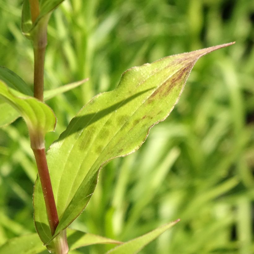 Lys orchidée - Tricyrtis formosana Dark Beauty (Foliage)